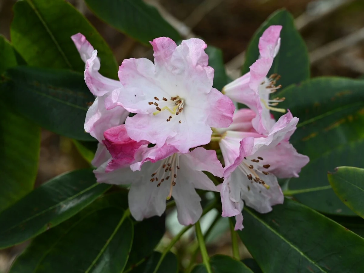 R. vernicosum